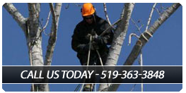 Tree Services in Owen Sound